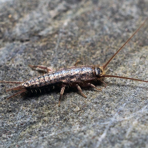 Get rid of silverfish with EXCEL Termite & Pest Control
