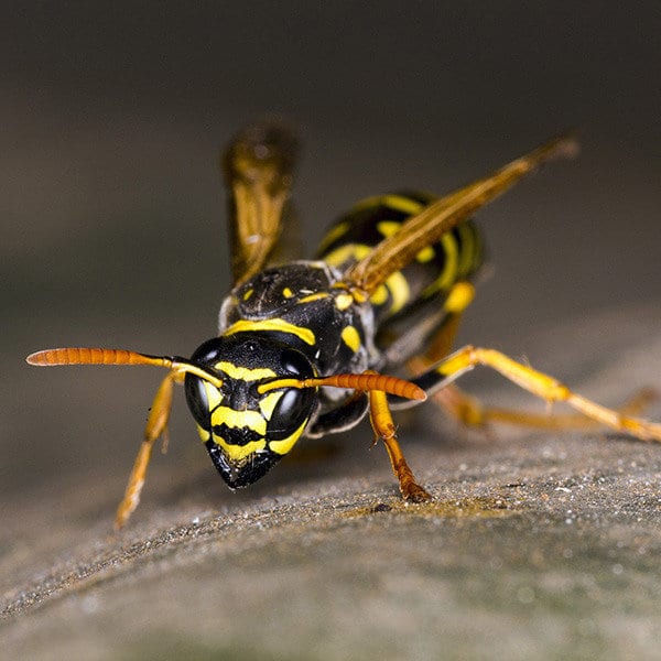 Wasp Control & Exterminator | NJ & FL | Excel Pest Control