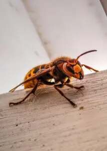 Murder Hornets