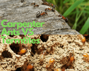 Carpenter Ant vs Termite