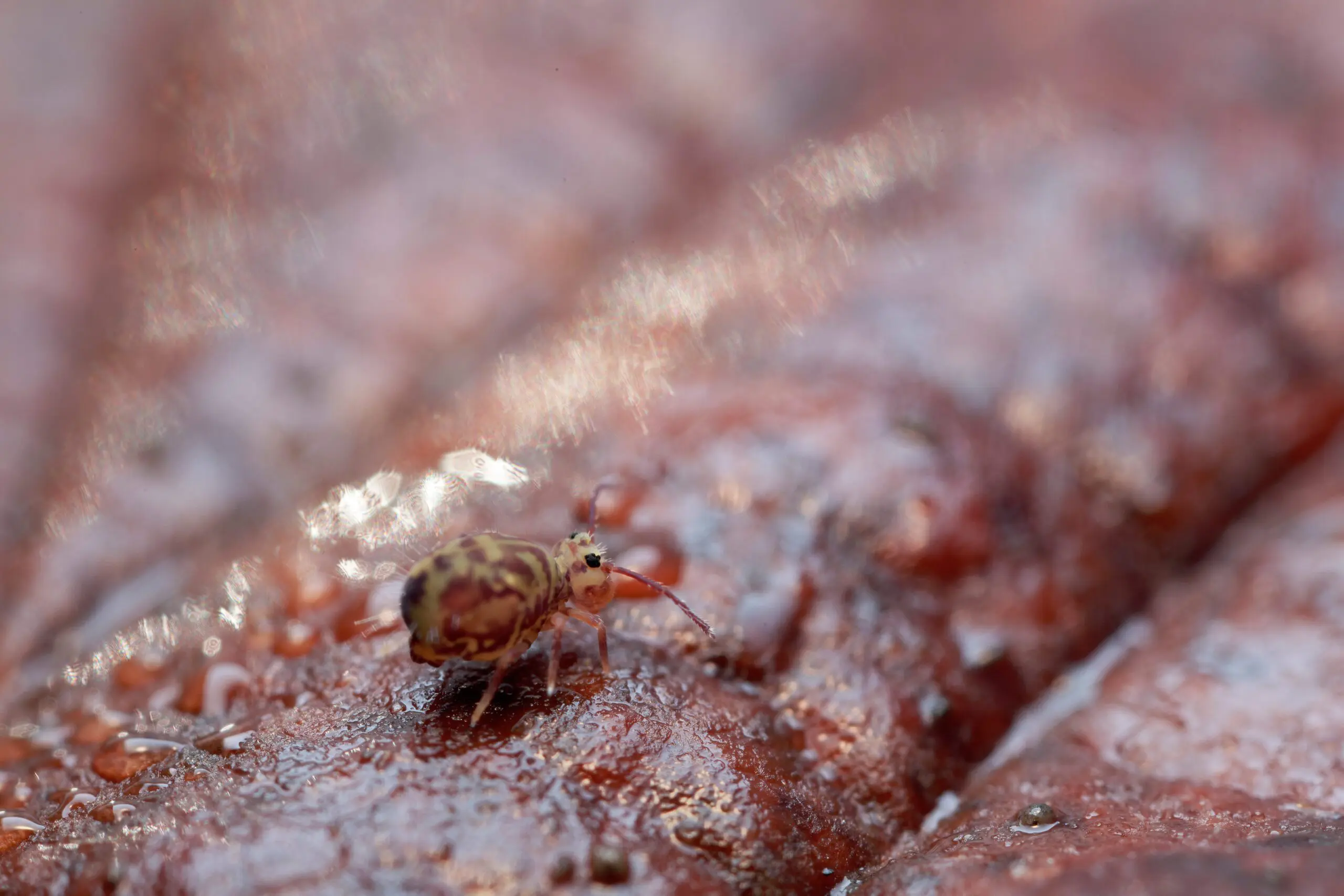 springtails