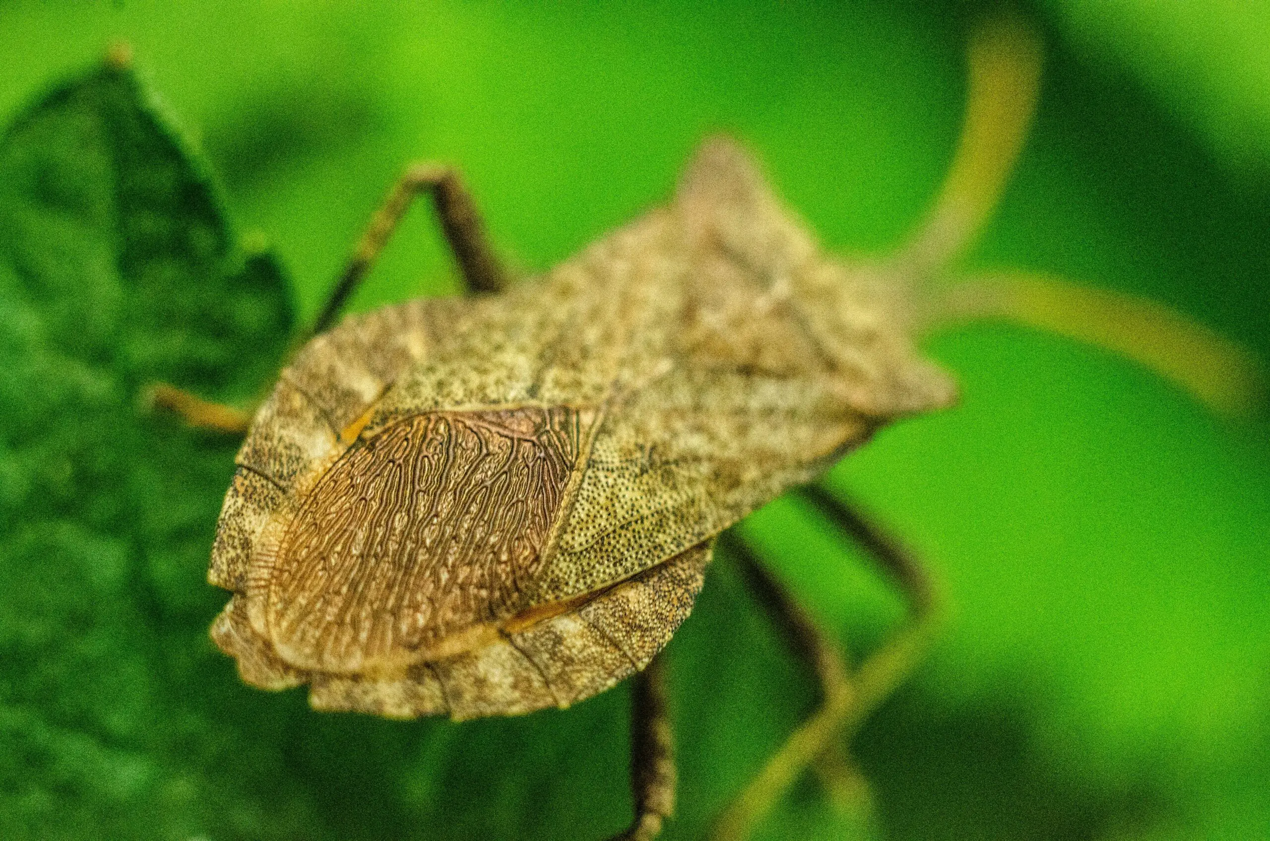 Stink Bugs