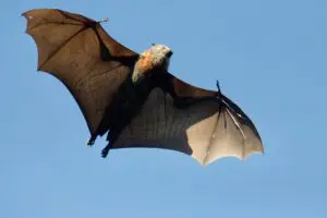 Bat