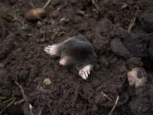 moles