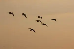 birds