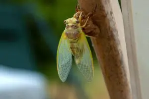 cicada