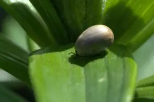 tick