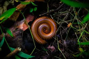 millipedes