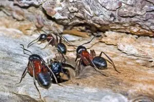 Carpenter ants in natural environment