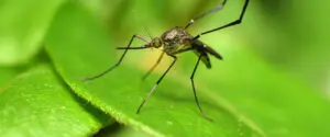 mosquito landing on leaf