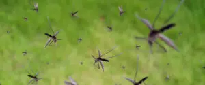 mosquitoes flying around in grass