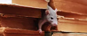 rodent crawling through bookcase