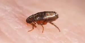 flea on human skin