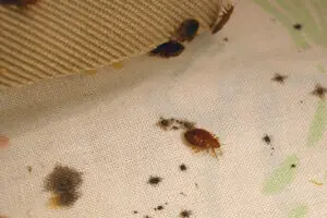 bed bugs walking around mattress and pillow