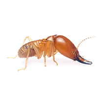 termite