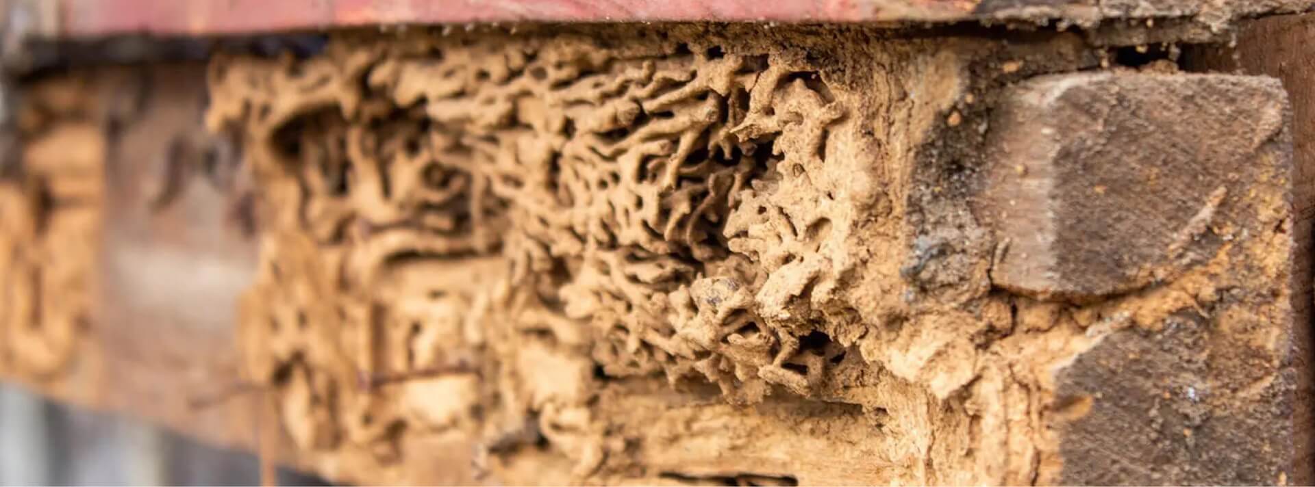 wood damage of a home by termites