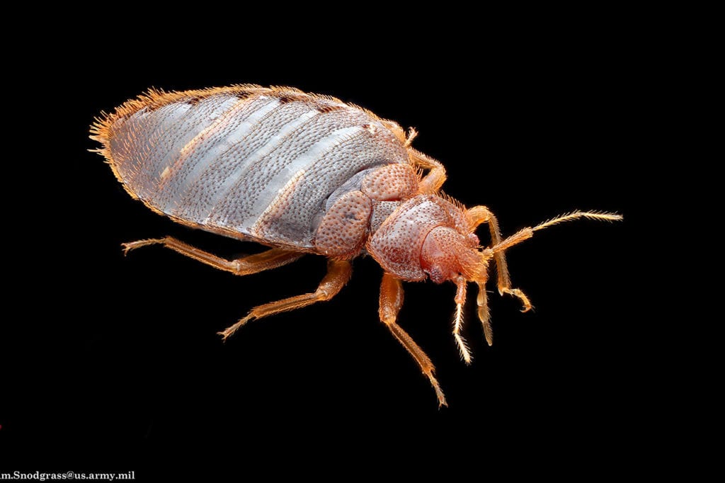 Same Day Bed Bug Inspection Same Day Bed Bug Inspection