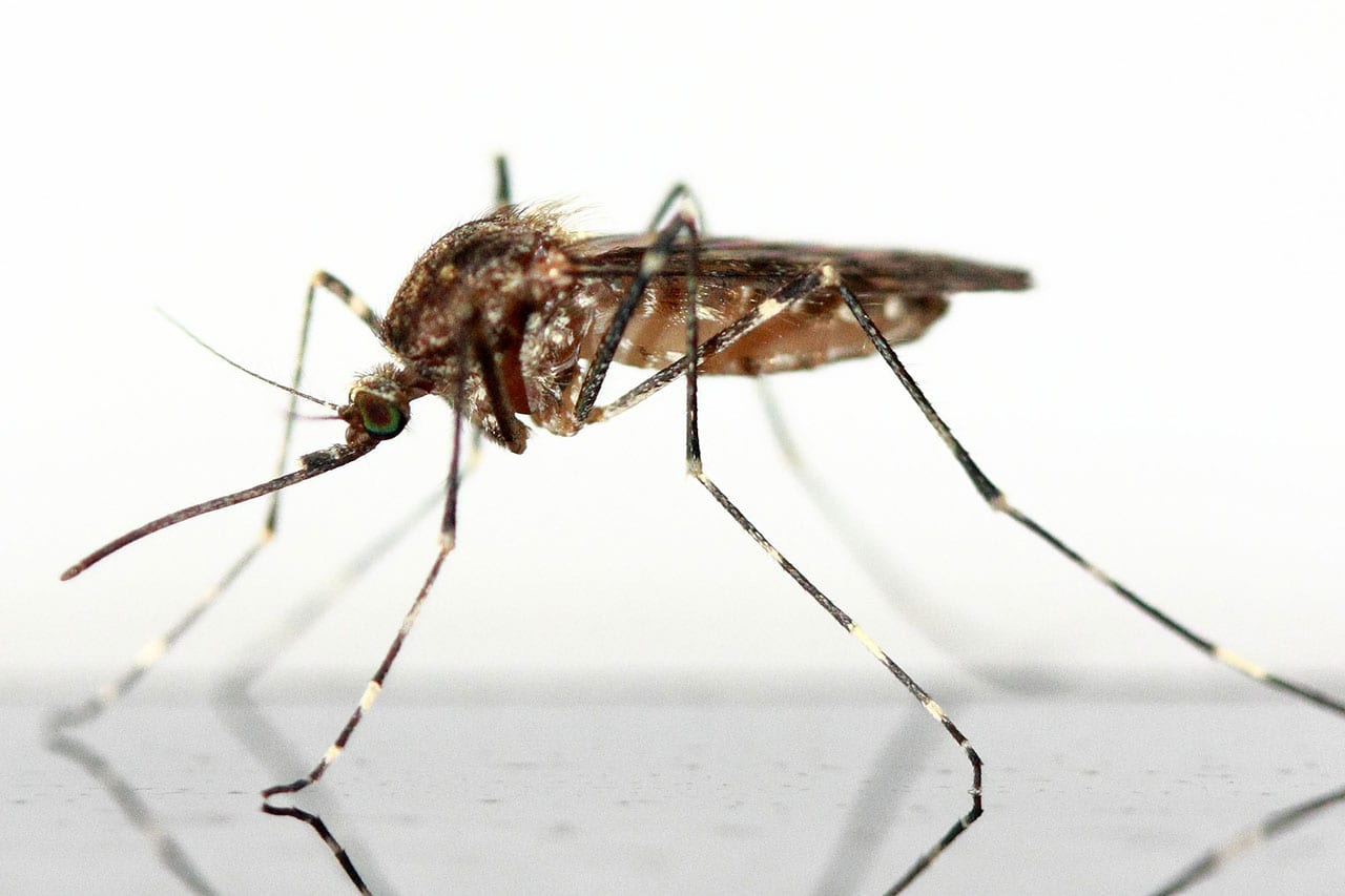 When are mosquitoes most active? Excel Pest Services