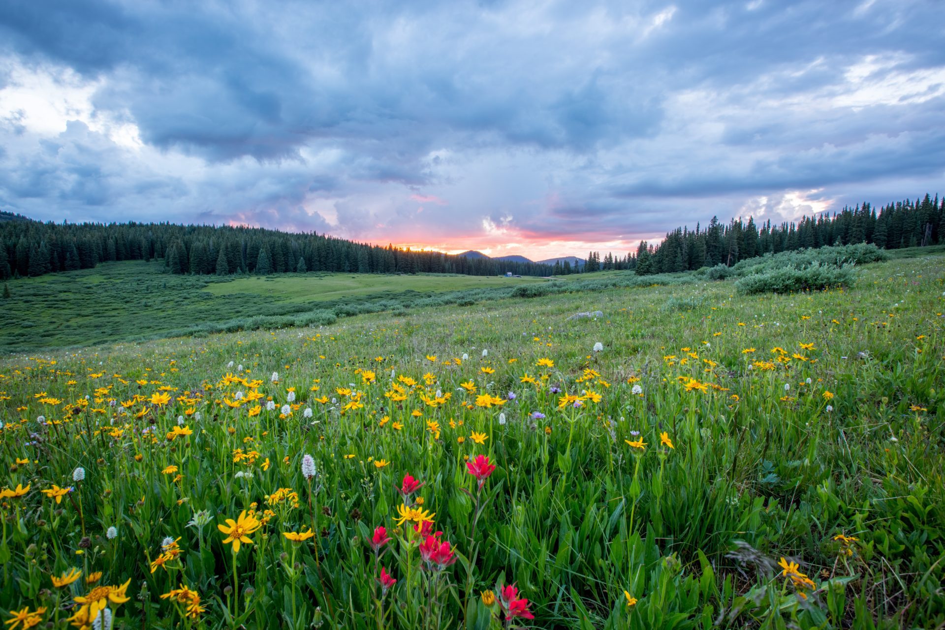 field of flowers