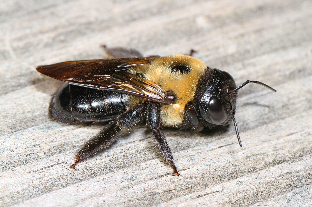 Carpenter Bee Control & Carpenter Bee Extermination in NJ ...
