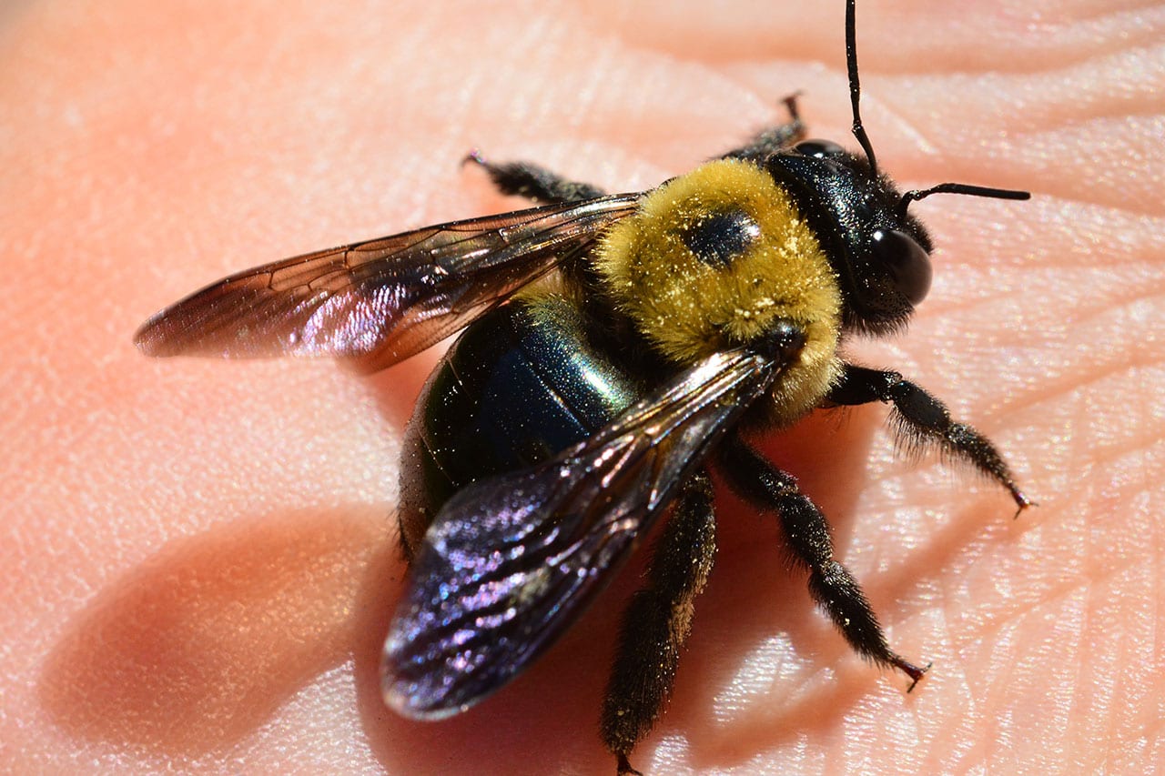 Carpenter Bee Control & Carpenter Bee Extermination in NJ & FL Excel