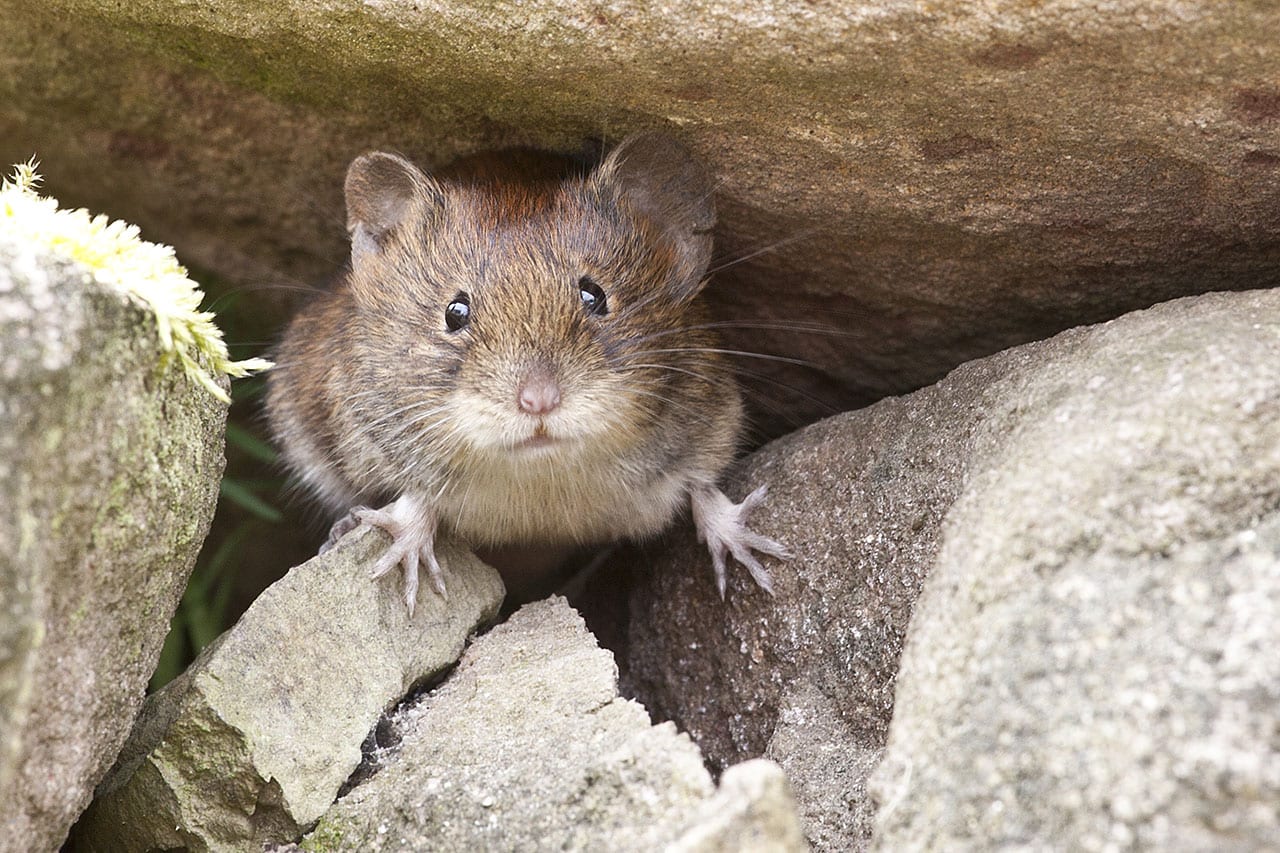 Get Rid of Mice | Mice Exterminator in NJ & FL | Excel Pest Control