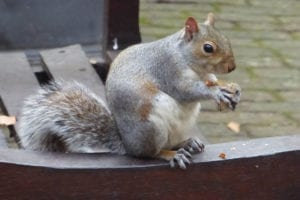 Squirrel in the yard