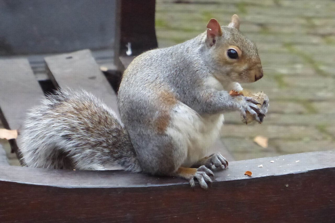 Squirrel in the yard