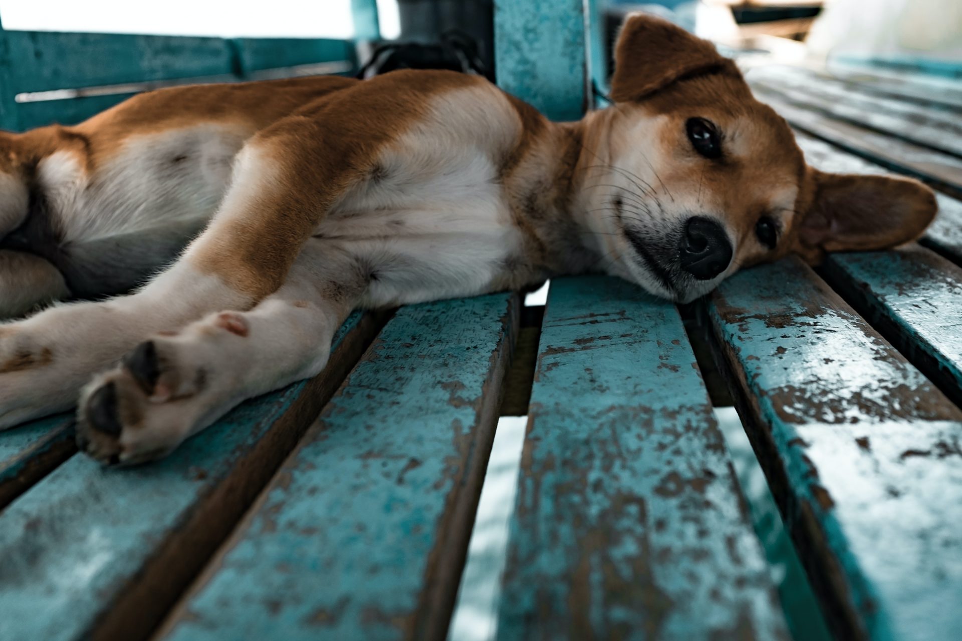 dog lying on teal surface