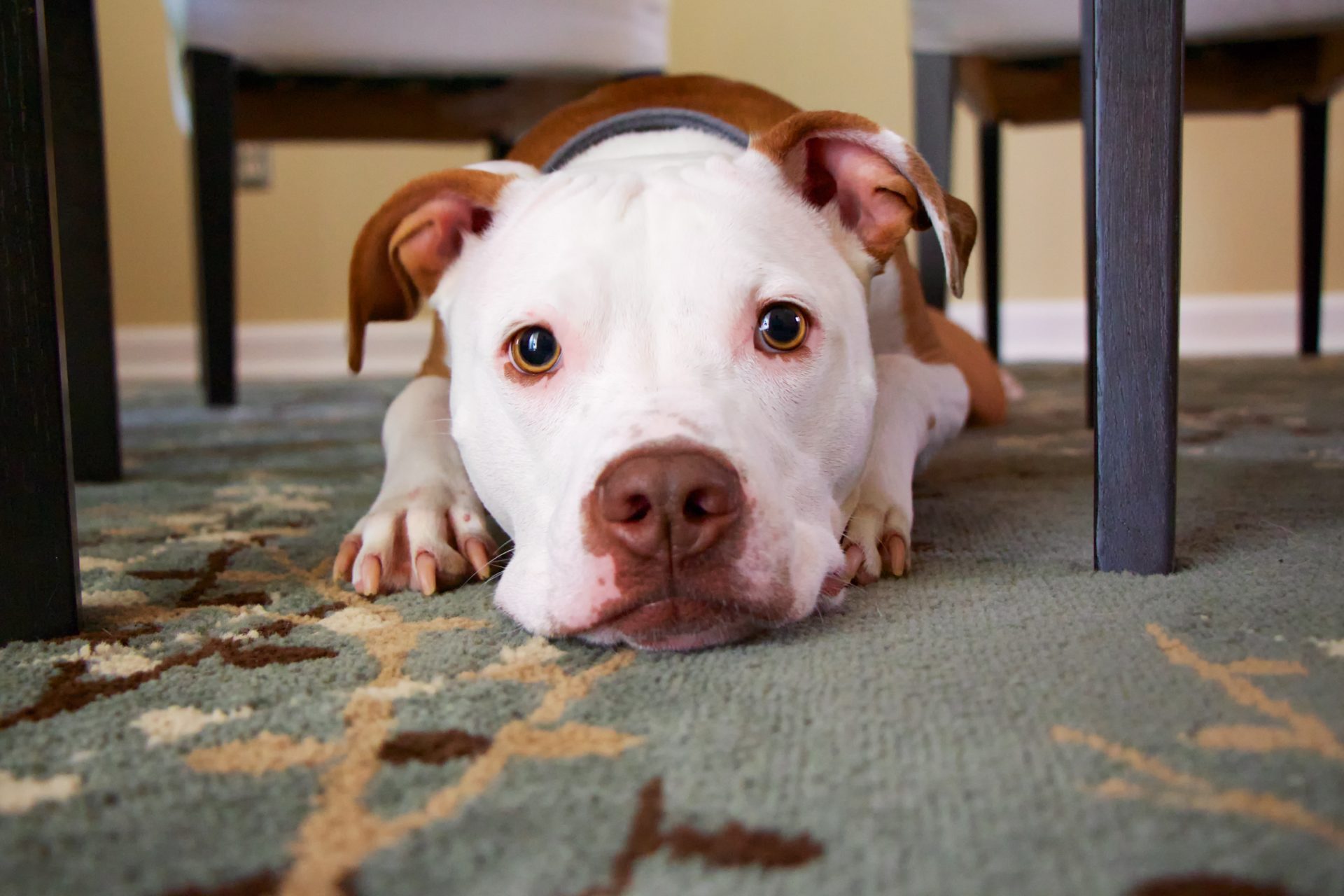 dog laying on rug