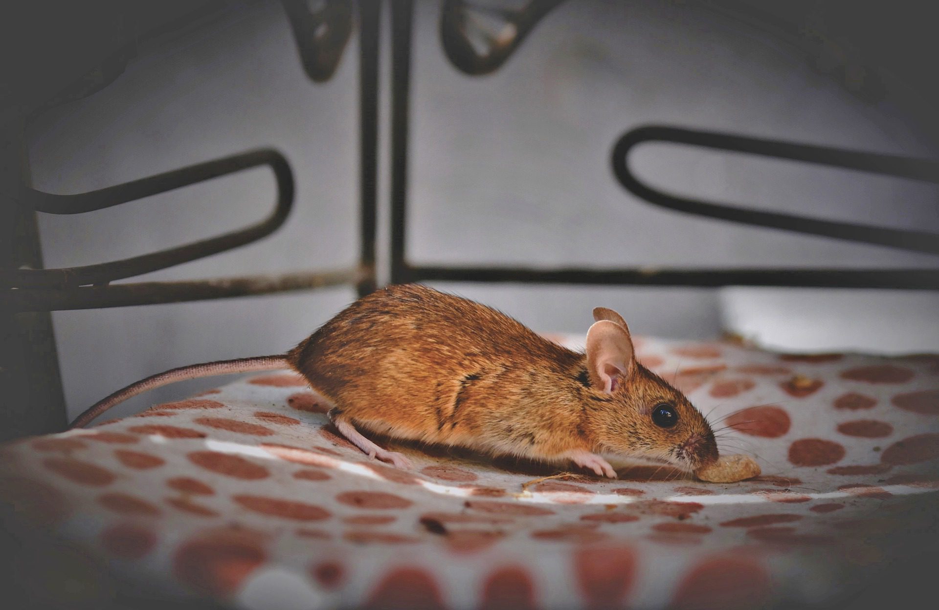 house mouse