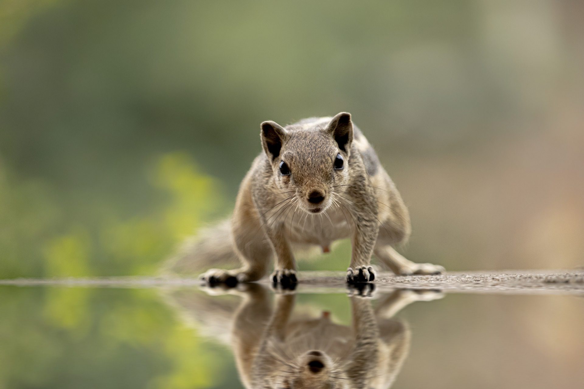 indian palm squirrel