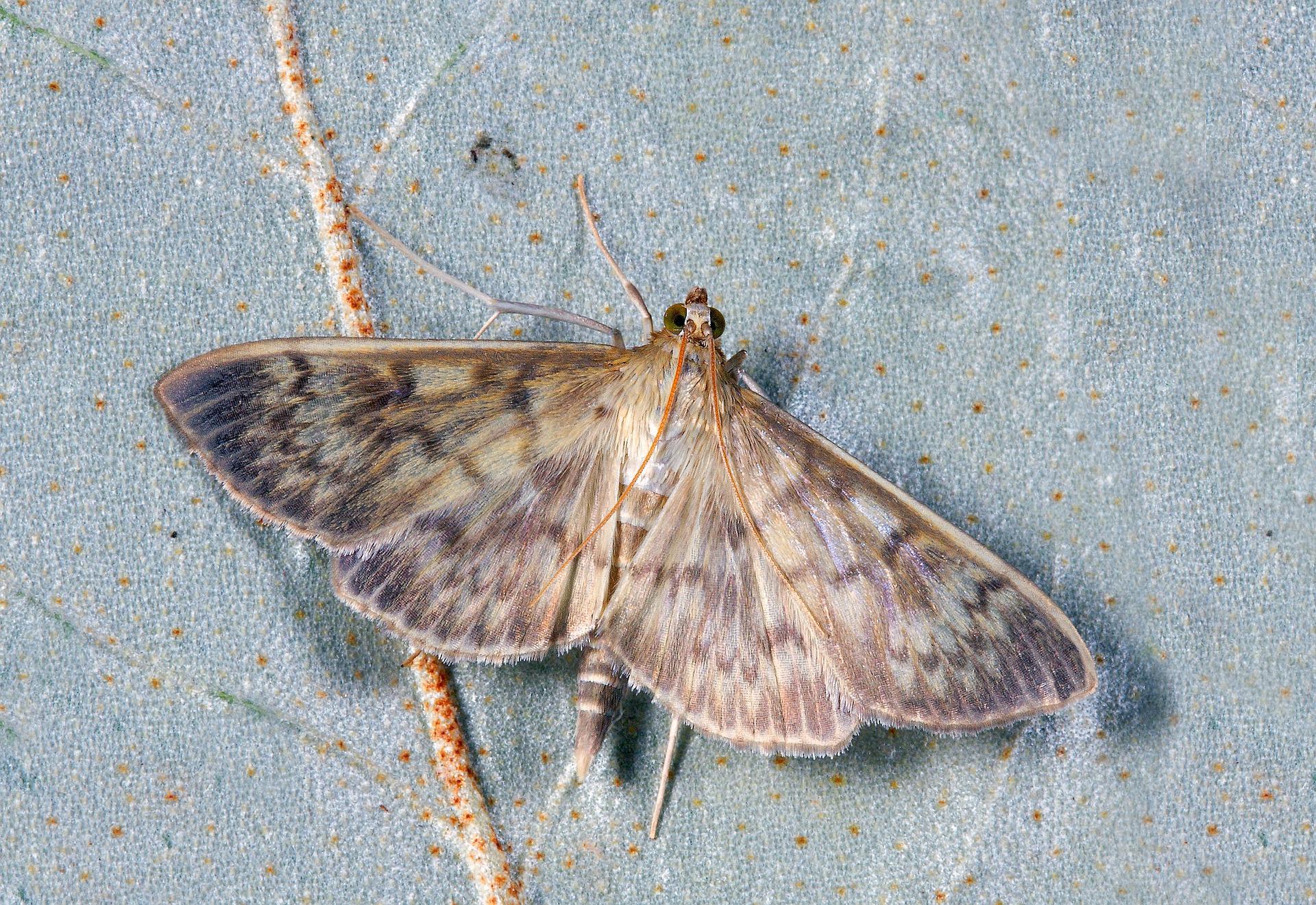 Facts About Pantry Moths