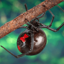 Get rid of spiders