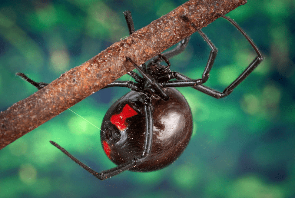 Get rid of spiders