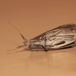 Get rid of moths