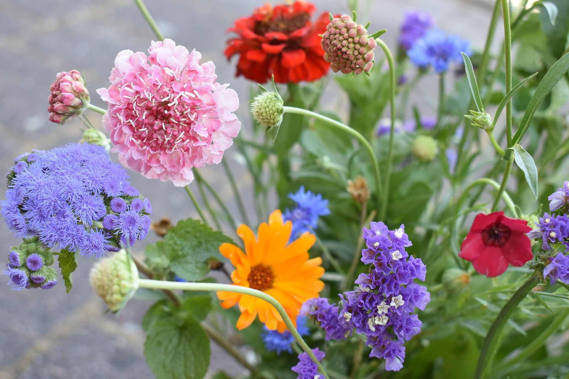 flowers