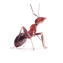 Ant