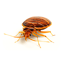 bed bug