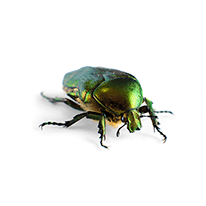 beetle