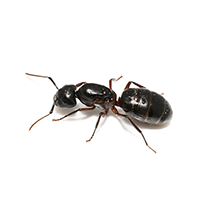 carpenter ant