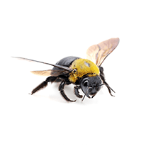 carpenter bee