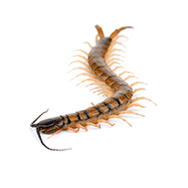 centipede