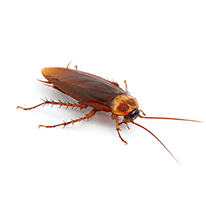 cockroach