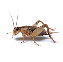 cricket