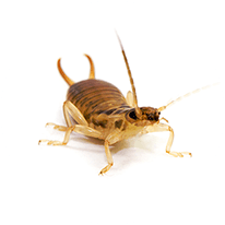 earwig