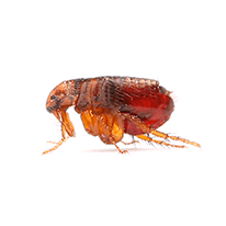 flea