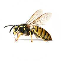 hornet