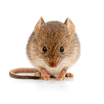 mice