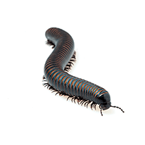 milipede